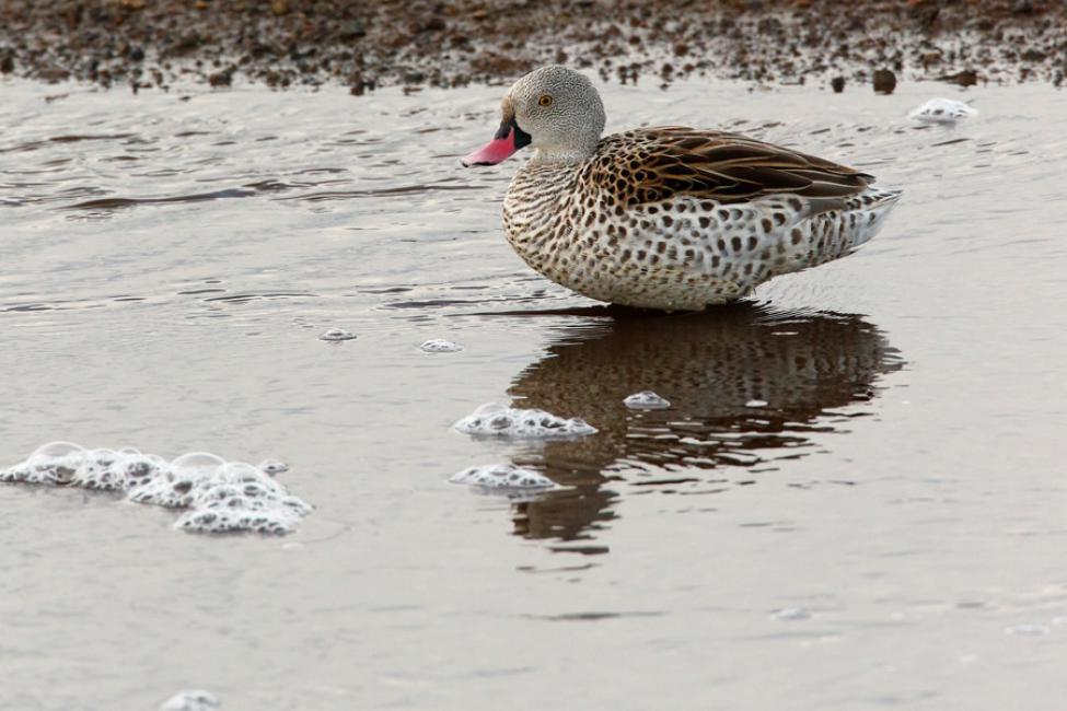 Cerceta del Cabo (Anas capensis) Cape teal